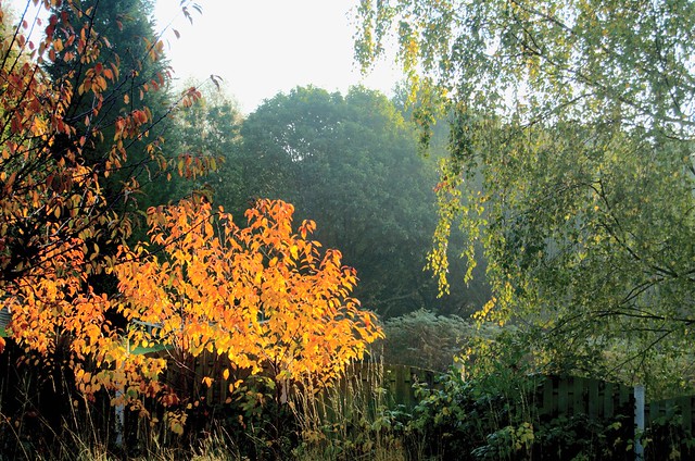 Autumn colours in our garden