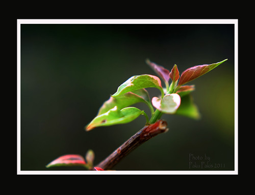 Close-up | by Paku Pakis63