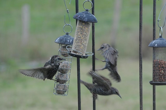 Pound Hill Cottage bird feeder