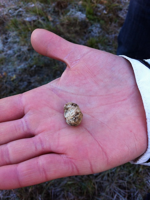 Finding truffles during the truffle hunt!