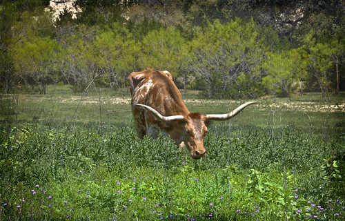 That's not no bull!!! by hsmith1956 (Away for while)