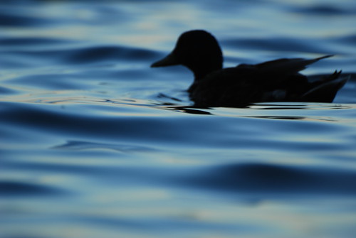 Adrift by wrizzo64, A German duck rides the waves of Lake Schallsee just off the shore of Zarrentin, at sunsetlake germa