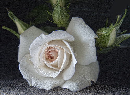 white flower rose topaz