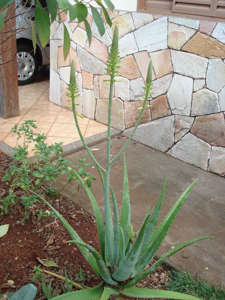 Aloe Vera DSC00245 Flores de babosa, Aloe Vera | Flores de b… | Flickr