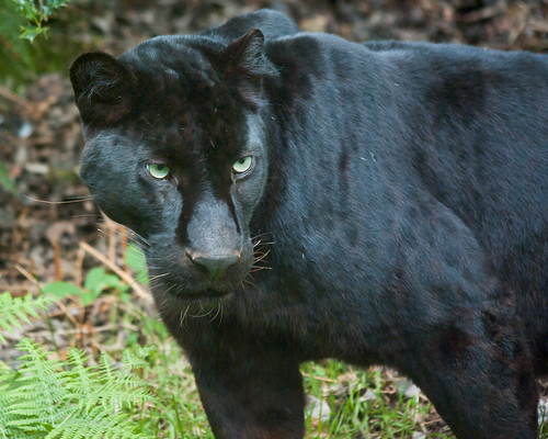 Black Panther (Black Leopard, Jaguar) at Jurques Zoo, Normandy, France by Cross Duck