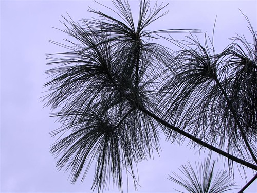 Pinus | by elsvanderpalen