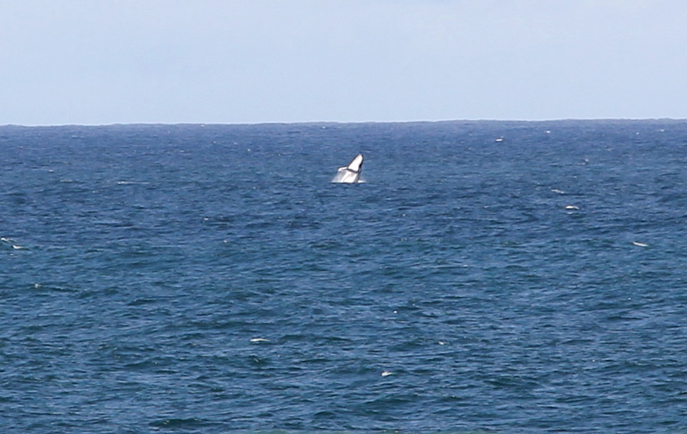 Maclean, Brooms Head and Angourie 20111101 152 Adrian Greig Flickr