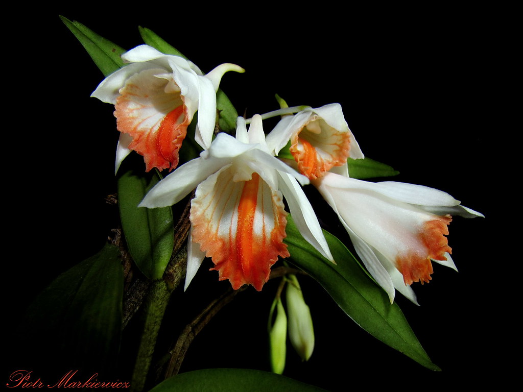 Kết quả hình ảnh cho Dendrobium jaintianum