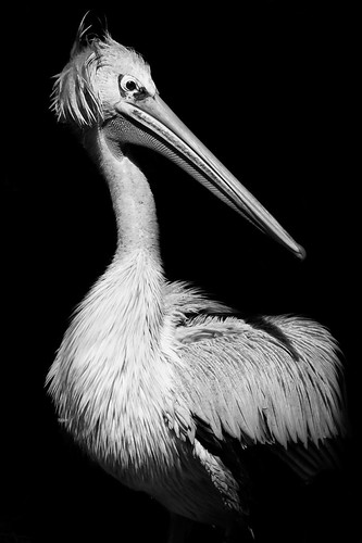 pelican b&w | by pattoise