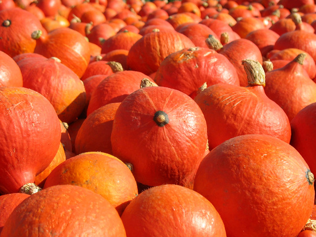 Orange pumpkins patch