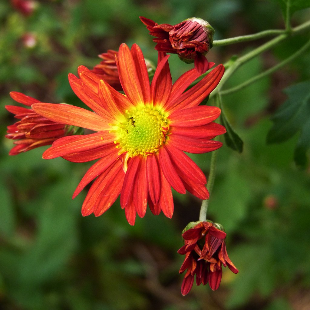 Red Chrysanthemum Dendroica Cerulea Flickr