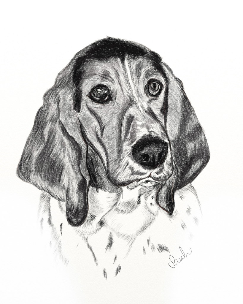Casablanca Basset Hound Caricature Art Print Drawing by Canine Caricatures  By John LaFree  Pixels