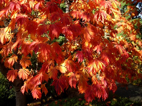 Fall Color Show by Nina | by alpenglowtravelers