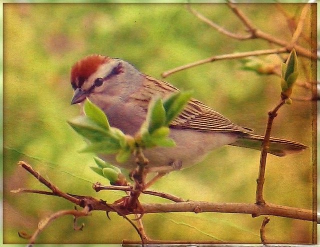 Bird  - Chipping Sparrow