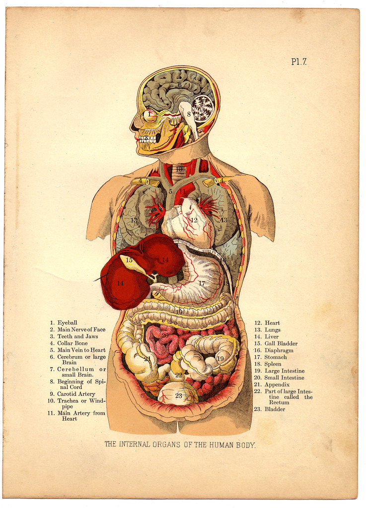 Internal Organs of the Human Body from The Household Physi… | Flickr