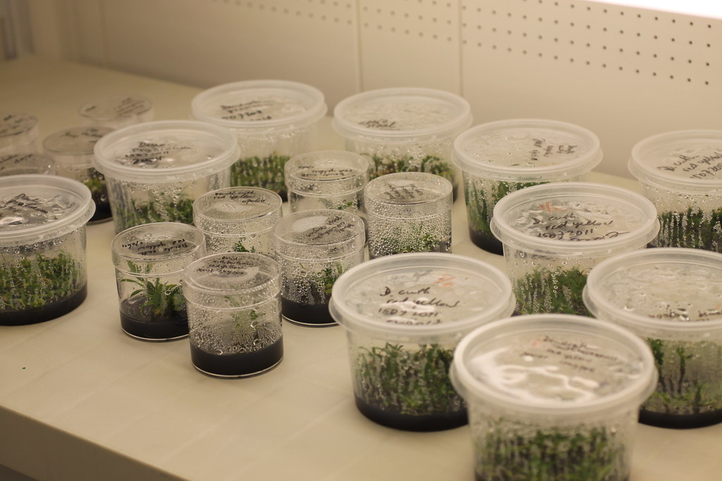 some in vitro containers