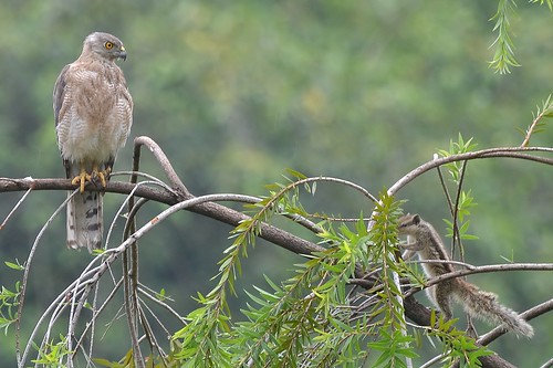 india bird squirrel gujarat ahmedabad shikra gujarāt