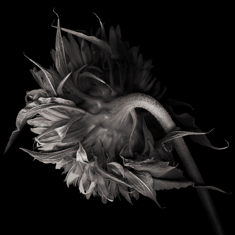 DOUBLE SUNFLOWER in Black and White... by magda indigo