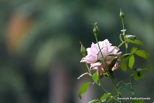 Rose - replacement | by devaiah pa
