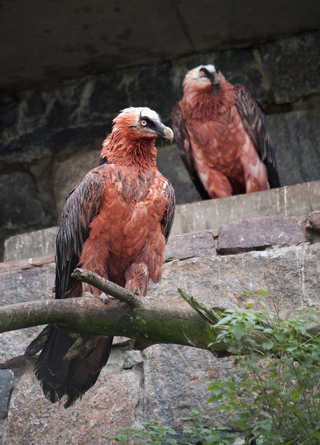 Bearded Vulture couple