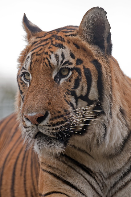 PORTRAIT OF A  BENGAL TIGER Panthera tigris tigris