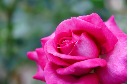 Rose Hoshikage ( starlight ) バラ 星かげ | Rose Hoshikage ( starl… | Flickr