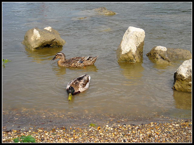 Ducks in the Danube, Szentendre