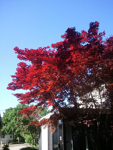 Japanese Maple | by Roger Inman