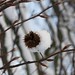 FEBRUARY: Frosty sycamore