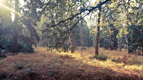 Forest of Brecht! | Daniel Kvist | Flickr