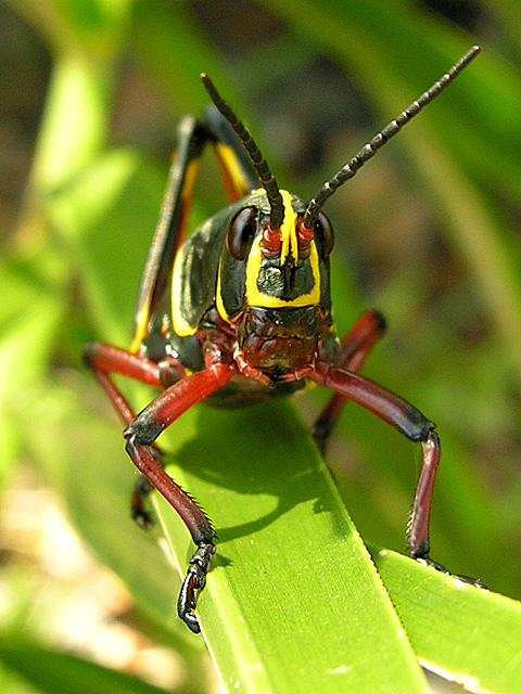 Immature Lubber Grasshopper Romalea guttata (Houttuyn)