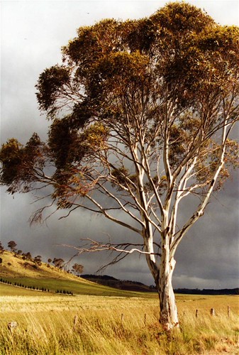Lonely Tree, Tasmania | by Thad Roan - Bridgepix