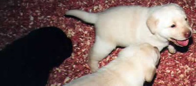 Baby Meggie four  weeks old | by nancyblujean