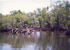 Mangroves at La Restinga