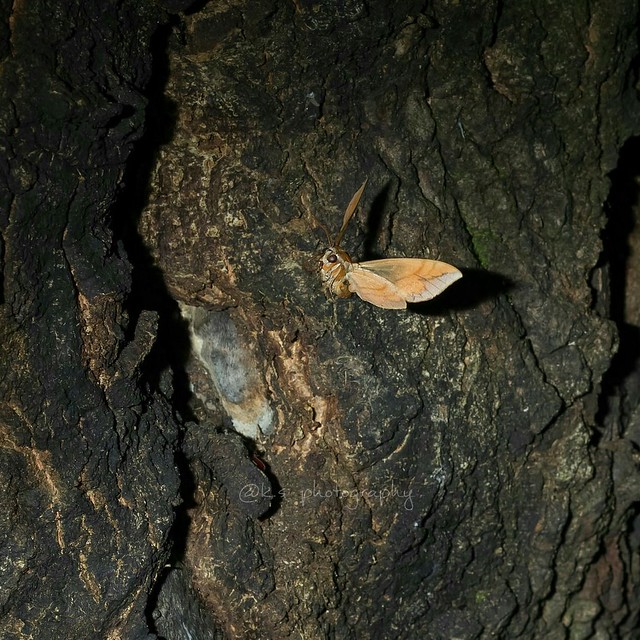 Ampelophaga rubiginosa rubiginosa