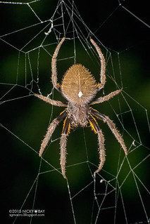 Orb weaver spider (Eriophora edax) - DSC_3812