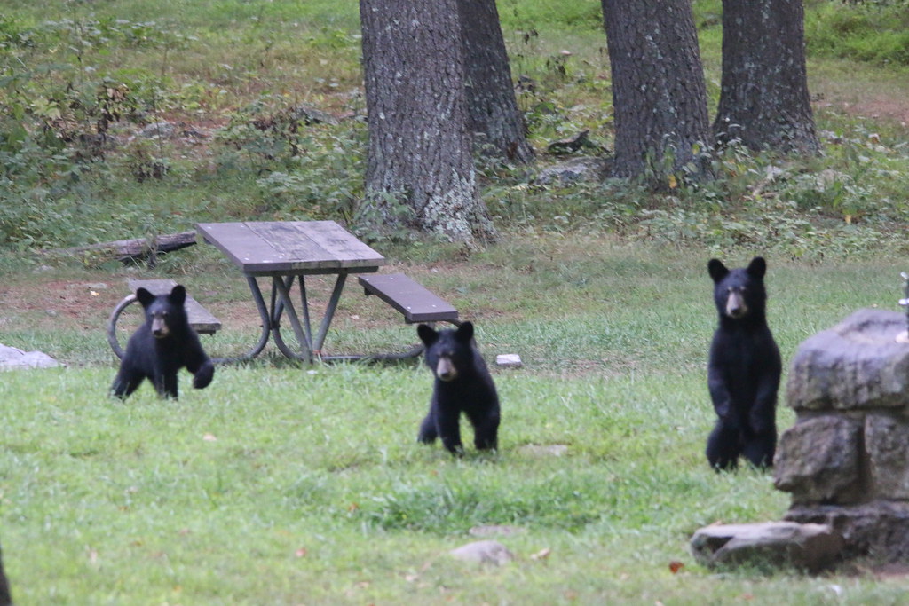 The Bear Cubs Pose