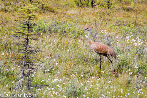 travel usa nature birds alaska america drive crane north clam northamerica kelly kenaipeninsula peninsula kenai sandhill sandhillcrane gulch kellydrive clamgulch