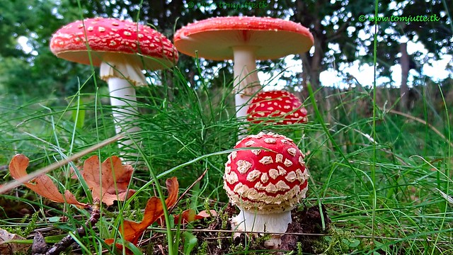Mushrooms Family, Odijk, Netherlands - 3916