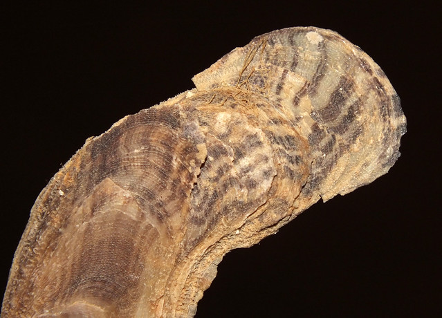 Finger oyster (Vulsella vulsella) shell top side close up