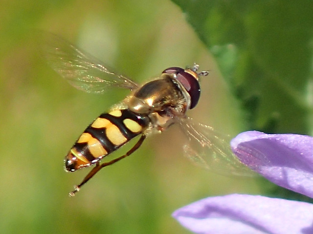 Syrphid Fly in Flight