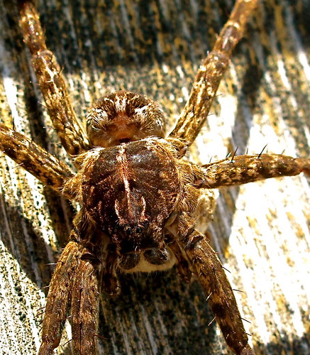 Dock Spider | by land's end