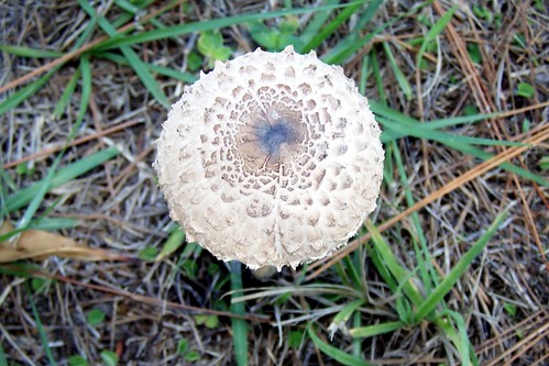 mushroom lawn fungi pineneedles toadstools