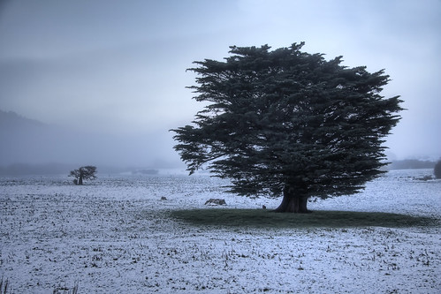 trees winter snow cold tree sunrise dslr “new island” blueribbonwinner zealand” “canon “north 40d “eos anawesomeshot meerkatnz 40d”