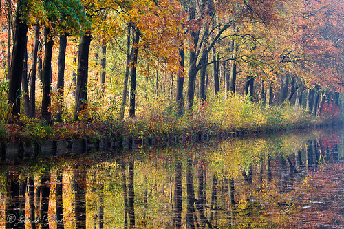 morning autumn trees color reflection reed canal eindhoven foliage