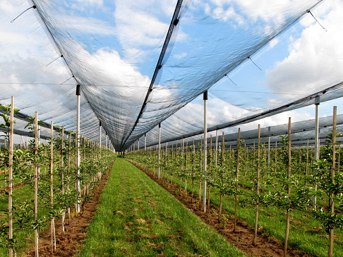 Fruit Cultivation under Hail Protection Net by Batikart