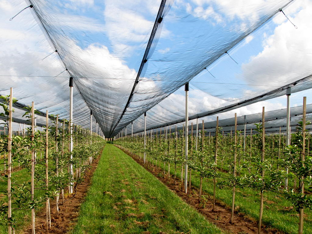 Fruit Cultivation under Hail Protection Net