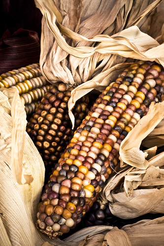 Corn Cob | Fall blessings. {blogged} | Christian Jones | Flickr