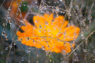 Autumn Colour Garden Photography | www.markboltonphotography… | Flickr