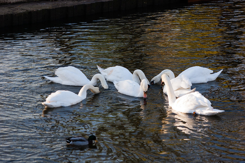 Group of swans feeding
